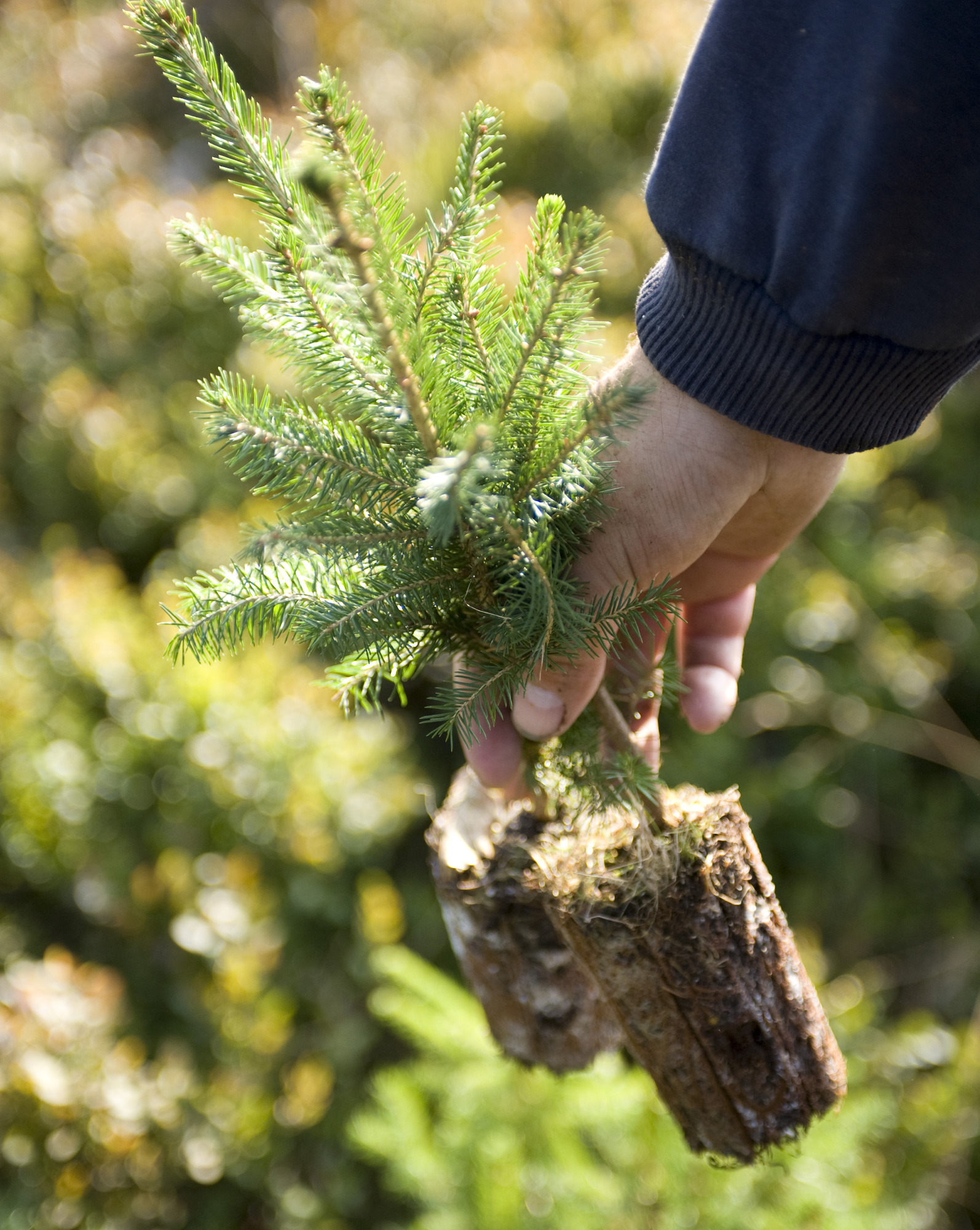 Wood supply sales management and customer strategy development